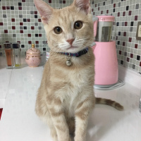 Tekir Kedi, Kedi  Mantı fotoğrafı