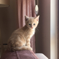 Tekir Kedi, Kedi  Mantı fotoğrafı