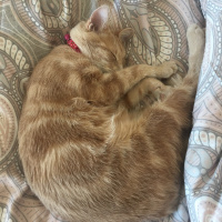Tekir Kedi, Kedi  Mantı fotoğrafı