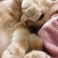 Tekir Kedi, Kedi  Mantı fotoğrafı