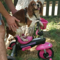 Cavalier King Charles Spanieli, Köpek  Becks fotoğrafı