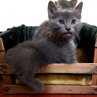 Tekir Kedi, Kedi  Mavi fotoğrafı