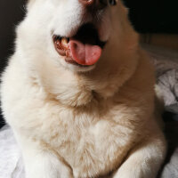 Sibirya Kurdu (Husky), Köpek  Puffy fotoğrafı