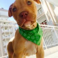 Amerikan Pitbull Terrier, Köpek  DİEGO fotoğrafı