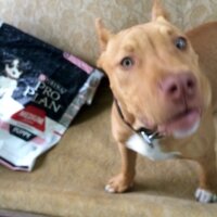 Amerikan Pitbull Terrier, Köpek  DİEGO fotoğrafı