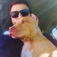 Amerikan Pitbull Terrier, Köpek  DİEGO fotoğrafı