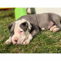 Amerikan Pitbull Terrier, Köpek  Bella fotoğrafı