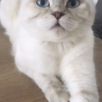 Scottish Fold, Kedi  Lady fotoğrafı