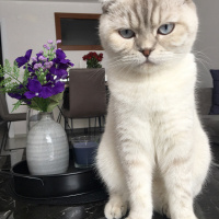 Scottish Fold, Kedi  Lady fotoğrafı
