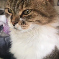 Chinchilla, Kedi  Mırmır fotoğrafı