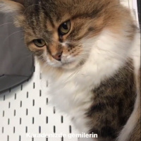 Chinchilla, Kedi  Mırmır fotoğrafı