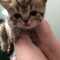 British Shorthair, Kedi  Tika fotoğrafı