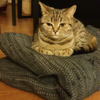 British Shorthair, Kedi  Tika fotoğrafı