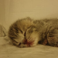 British Shorthair, Kedi  Tika fotoğrafı