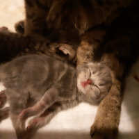 British Shorthair, Kedi  Tika fotoğrafı