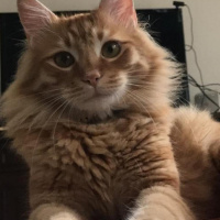 Sarman, Kedi  Ege kolcuer fotoğrafı