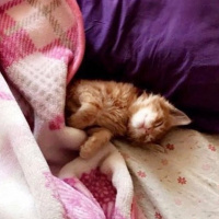 Sarman, Kedi  Ege kolcuer fotoğrafı