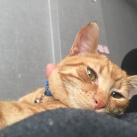 Sarman, Kedi  Behlül fotoğrafı