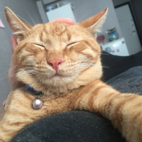 Sarman, Kedi  Behlül fotoğrafı
