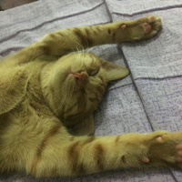 Sarman, Kedi  Behlül fotoğrafı