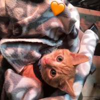 Sarman, Kedi  Behlül fotoğrafı