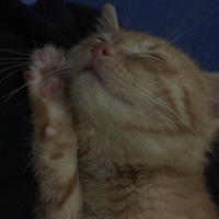 Sarman, Kedi  Behlül fotoğrafı