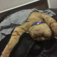 Sarman, Kedi  Behlül fotoğrafı