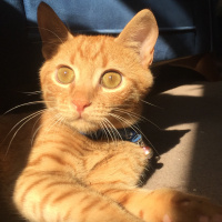 Sarman, Kedi  Behlül fotoğrafı