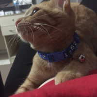 Sarman, Kedi  Behlül fotoğrafı