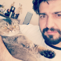 Scottish Fold, Kedi  müzeyyen fotoğrafı