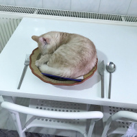 Tekir Kedi, Kedi  ŞEFTALİ fotoğrafı