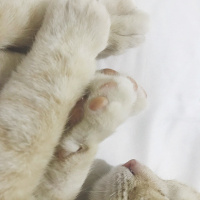 Tekir Kedi, Kedi  ŞEFTALİ fotoğrafı