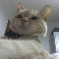 Tekir Kedi, Kedi  ŞEFTALİ fotoğrafı