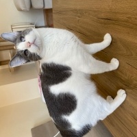 Tekir Kedi, Kedi  ŞEFTALİ fotoğrafı