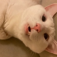 Tekir Kedi, Kedi  ŞEFTALİ fotoğrafı