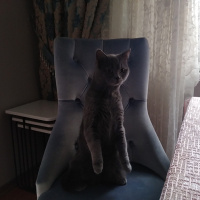 British Shorthair, Kedi  Narkoz fotoğrafı