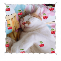 Tekir Kedi, Kedi  OMLET fotoğrafı