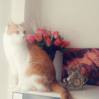 Tekir Kedi, Kedi  OMLET fotoğrafı