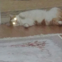 Tekir Kedi, Kedi  OMLET fotoğrafı