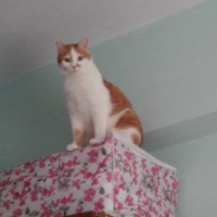 Tekir Kedi, Kedi  OMLET fotoğrafı