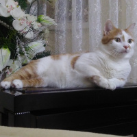 Tekir Kedi, Kedi  OMLET fotoğrafı