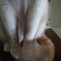 Tekir Kedi, Kedi  OMLET fotoğrafı