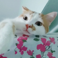 Tekir Kedi, Kedi  OMLET fotoğrafı