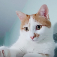 Tekir Kedi, Kedi  OMLET fotoğrafı