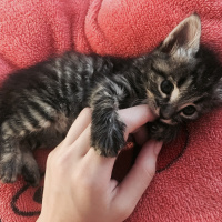 Tekir Kedi, Kedi  Chucky fotoğrafı