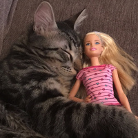 Tekir Kedi, Kedi  Chucky fotoğrafı