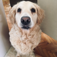 Golden Retriever, Köpek  Pony fotoğrafı