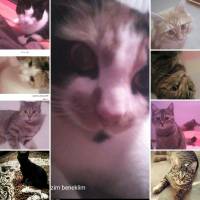 Tekir Kedi, Kedi  Küçük dostlarim fotoğrafı