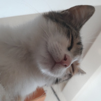 Tekir Kedi, Kedi  Lily fotoğrafı
