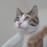 Tekir Kedi, Kedi  Lily fotoğrafı